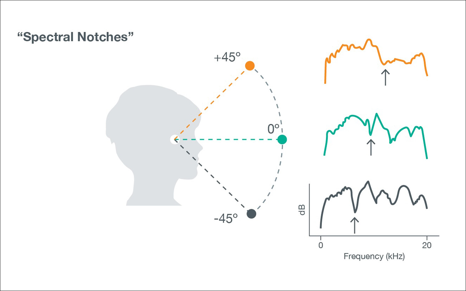 An illustration of the way the brain processes different frequencies, and the angles at which they reach the human ear.