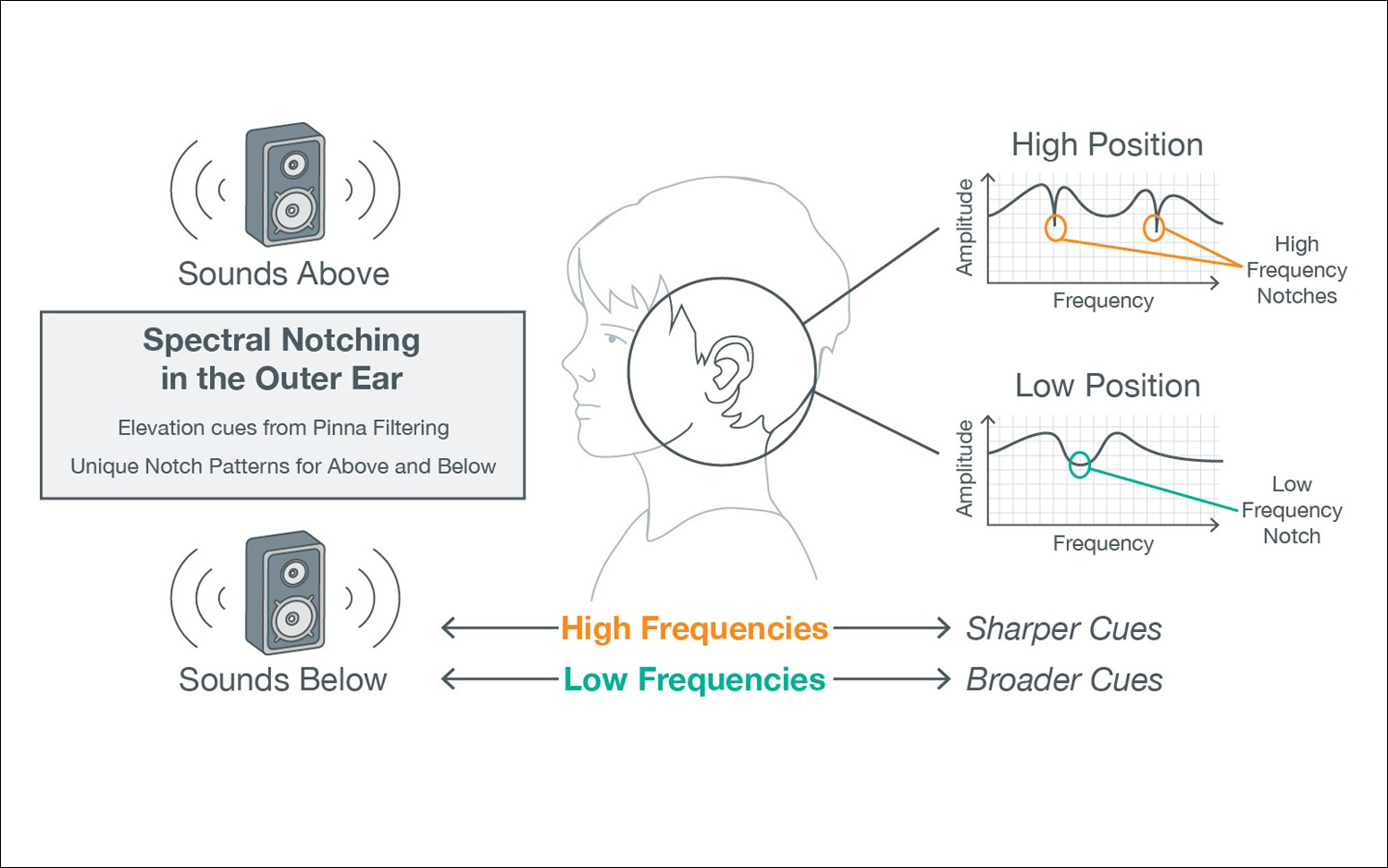 An illustration of spectral notching in the outer ear.