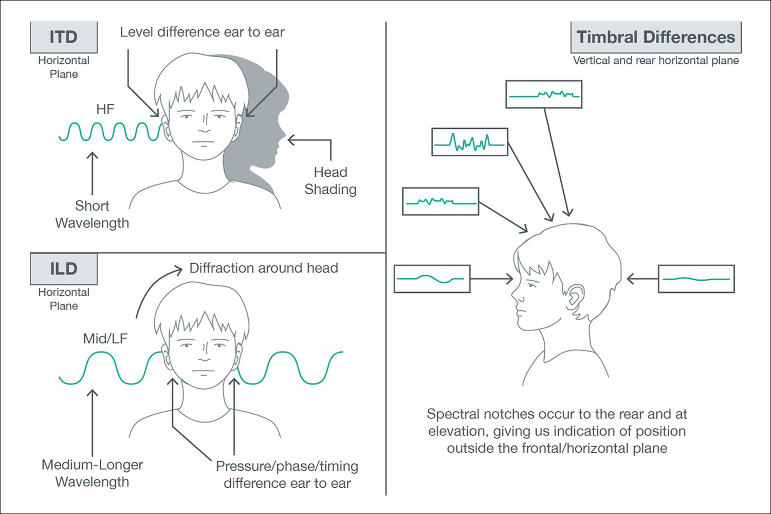 An illustration shows timbral differences in the outer ear.